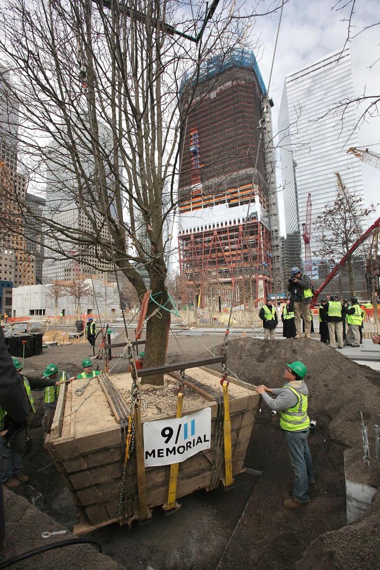 Workers look on at a ceremonial planting of the so-called 'Survivor Tree' at the 9/11 Memorial of the World Trade Center site on Dec. 22, 2010. The Callery Pear tree was originally planted in the 1970s at the World Trade Center site. It sustained extensiv (Mario Tama/Getty Images) Workers look on at a ceremonial planting of the so-called 'Survivor Tree' at the 9/11 Memorial of the World Trade Center site on Dec. 22, 2010. The Callery Pear tree was originally planted in the 1970s at the World Trade Center site. It sustained extensiv (Mario Tama/Getty Images)