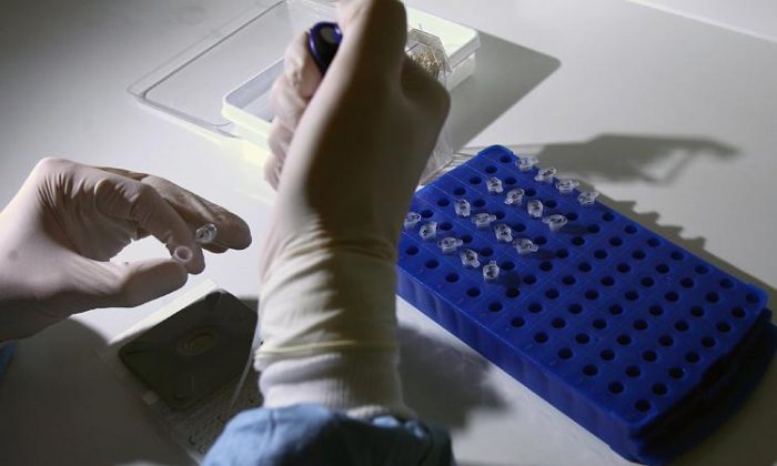 科学家们在实验室工作，为 H1N1 或“猪”流感开发疫苗。  （杰夫·J·米切尔/盖蒂图片社）