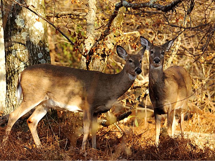 Deer watch tourists from the brush in the Shenandoah National Park November 1, 2008. (Karen Bleier/AFP/Getty Images) Deer watch tourists from the brush in the Shenandoah National Park November 1, 2008. (Karen Bleier/AFP/Getty Images)