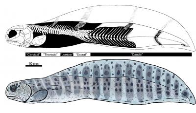 Tarrasius problematicus, a 345-million-year-old eel-like fish, had a surprisingly human-like spine, new research from the University of Chicago reveals. (Lauren Sallan/University of Chicago) Tarrasius problematicus, a 345-million-year-old eel-like fish, had a surprisingly human-like spine, new research from the University of Chicago reveals. (Lauren Sallan/University of Chicago)