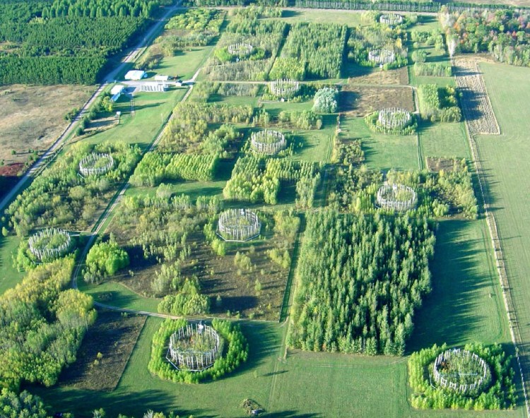 Aerial view of the 38-acre experimental forest in Wisconsin where U-M researchers and their colleagues continuously exposed birch, aspen and maple trees to elevated levels of CO2 and ozone gas from 1997 through 2008. (David Karnosky/Michigan Technological University)