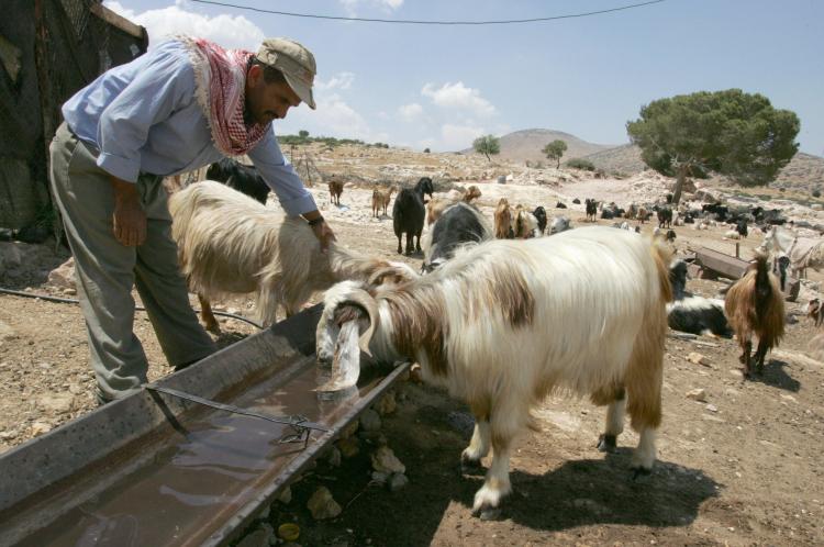 A Palestinian shepherd checks his goat as they stop for a drink in the northern West Bank village of Al-Aqaba. (Jack Guez/AFP/Getty Images) A Palestinian shepherd checks his goat as they stop for a drink in the northern West Bank village of Al-Aqaba. (Jack Guez/AFP/Getty Images)