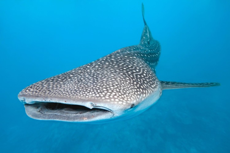 Whale sharks spend around 2.5 hours at the surface, on average, to warm up after making very deep, long day dives. (Krzysztof Odziomek/Photos.com)