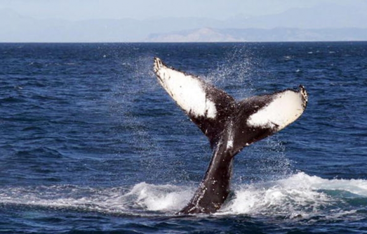 Japan agreed to halt its kill of 50 humpback whales for two years in 2007, but their tally of 1000 whales killed per season remains. (David Brooks/AFP/Getty Images) Japan agreed to halt its kill of 50 humpback whales for two years in 2007, but their tally of 1000 whales killed per season remains. (David Brooks/AFP/Getty Images)