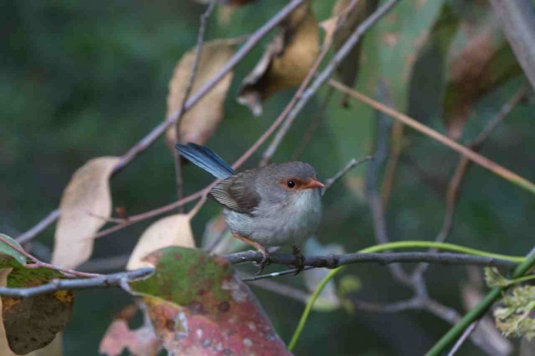 Fairy-wren babies need password for food. (Colombelli-Negrel et al., Current Biology) Fairy-wren babies need password for food. (Colombelli-Negrel et al., Current Biology)