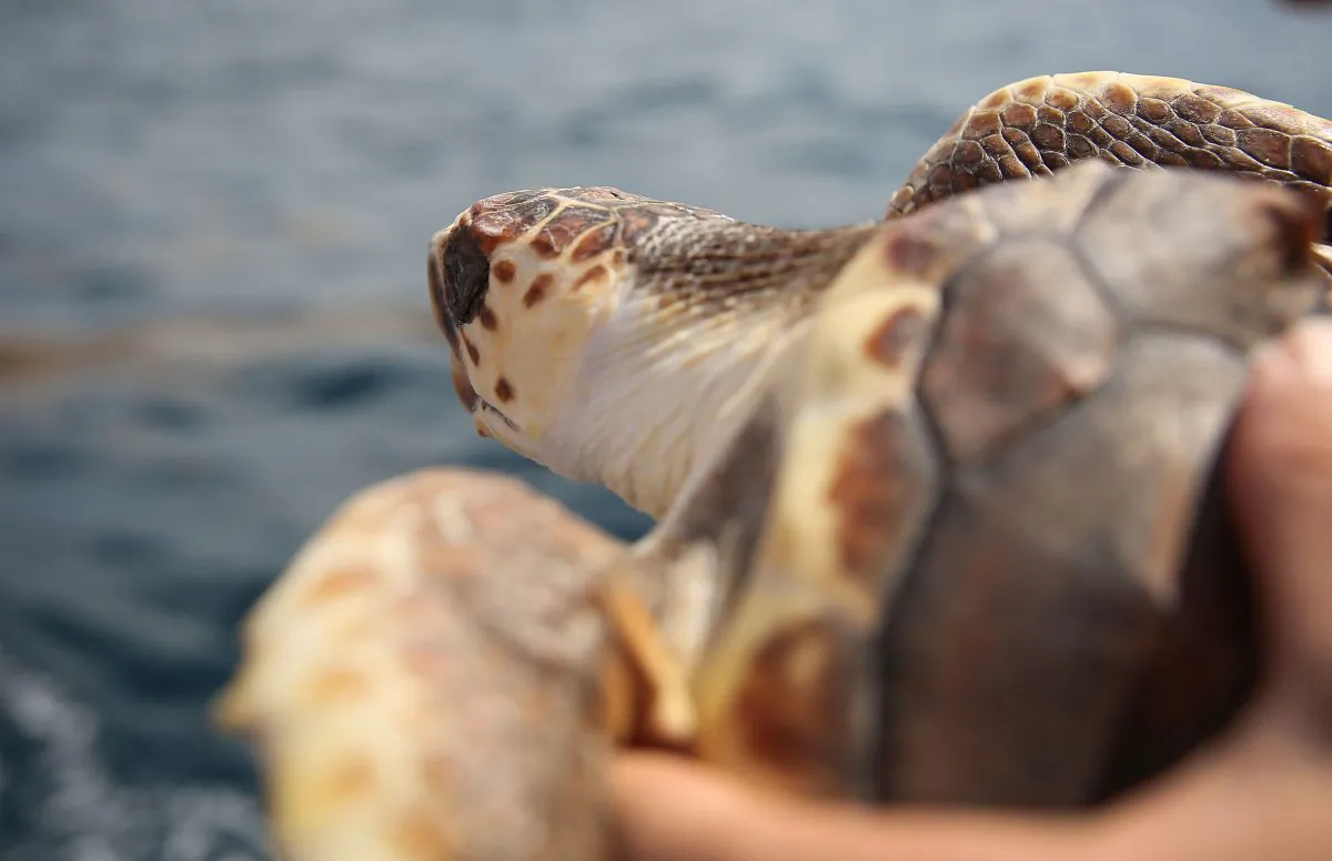 A Loggerhead turtle  being released back into the Atlantic Ocean in Boca Raton, Fla., on July 27, 2015. (Joe Raedle/Getty Images)