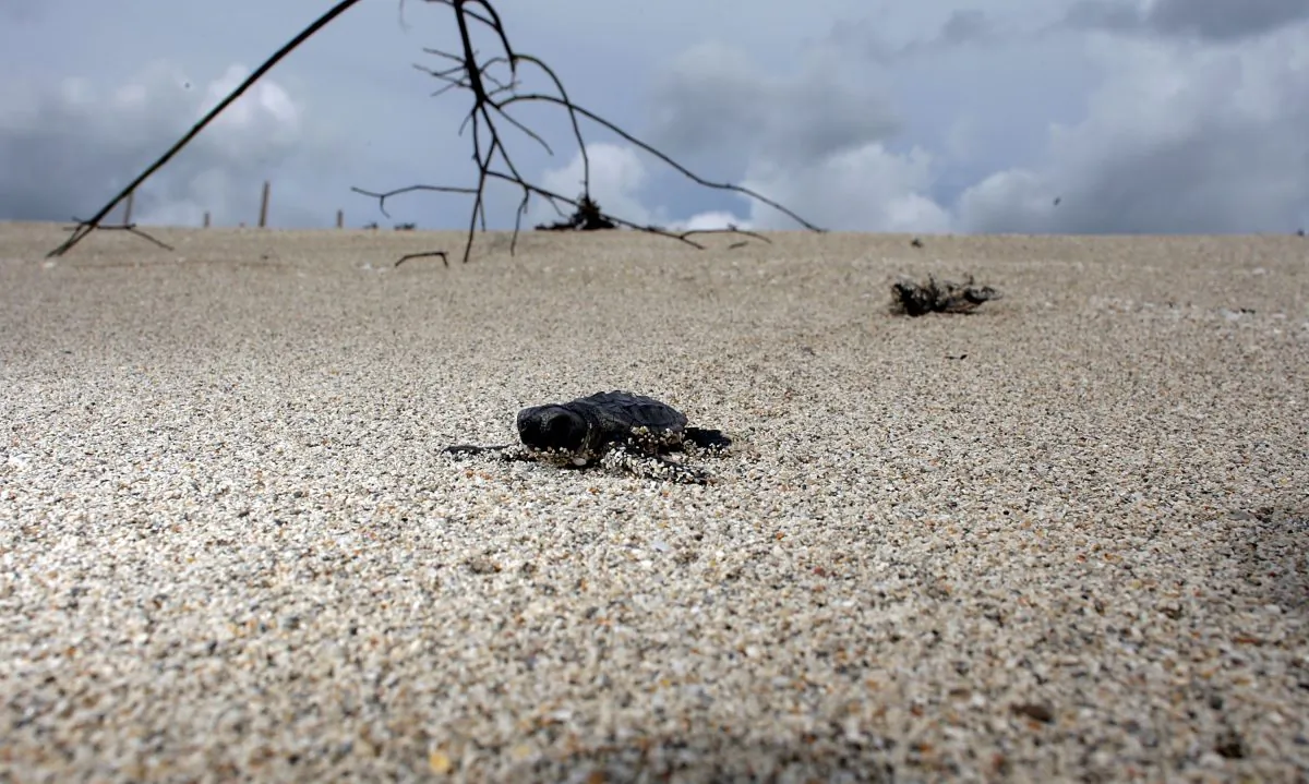 Loggerhead turtles make their way to the ocean, in North Miami, Florida, file photo. (Joe Raedle/Getty Images)