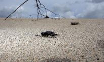 Turtle Espionage: Beach Walkers Asked to Help Discover and Protect Nests