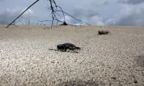 Turtle Espionage: Beach Walkers Asked to Help Discover and Protect Nests