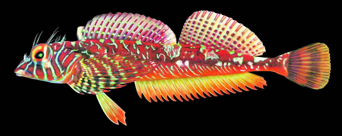 Longfin sculpin (Jordania zonope). (Credit: Joseph R. Tomelleri)