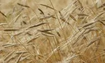 Cargill Net Drops 20 Percent, Revenues Fall as Trade Fight Bites