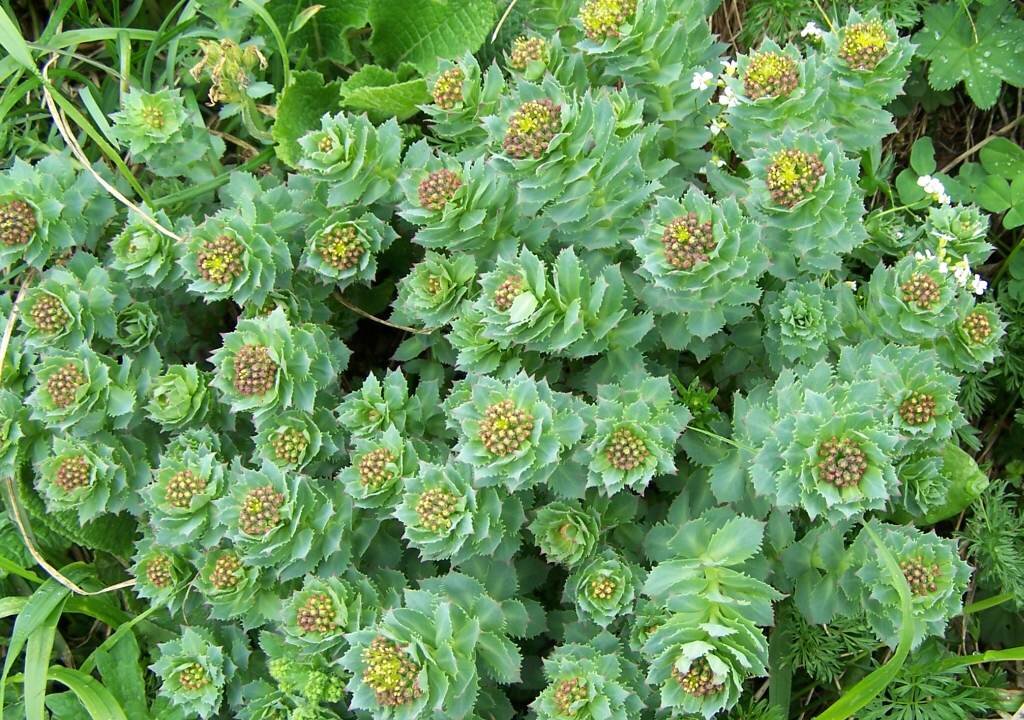 Boost Memory, Cognition With Rhodiola