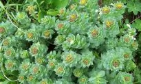 Boost Memory, Cognition With Rhodiola