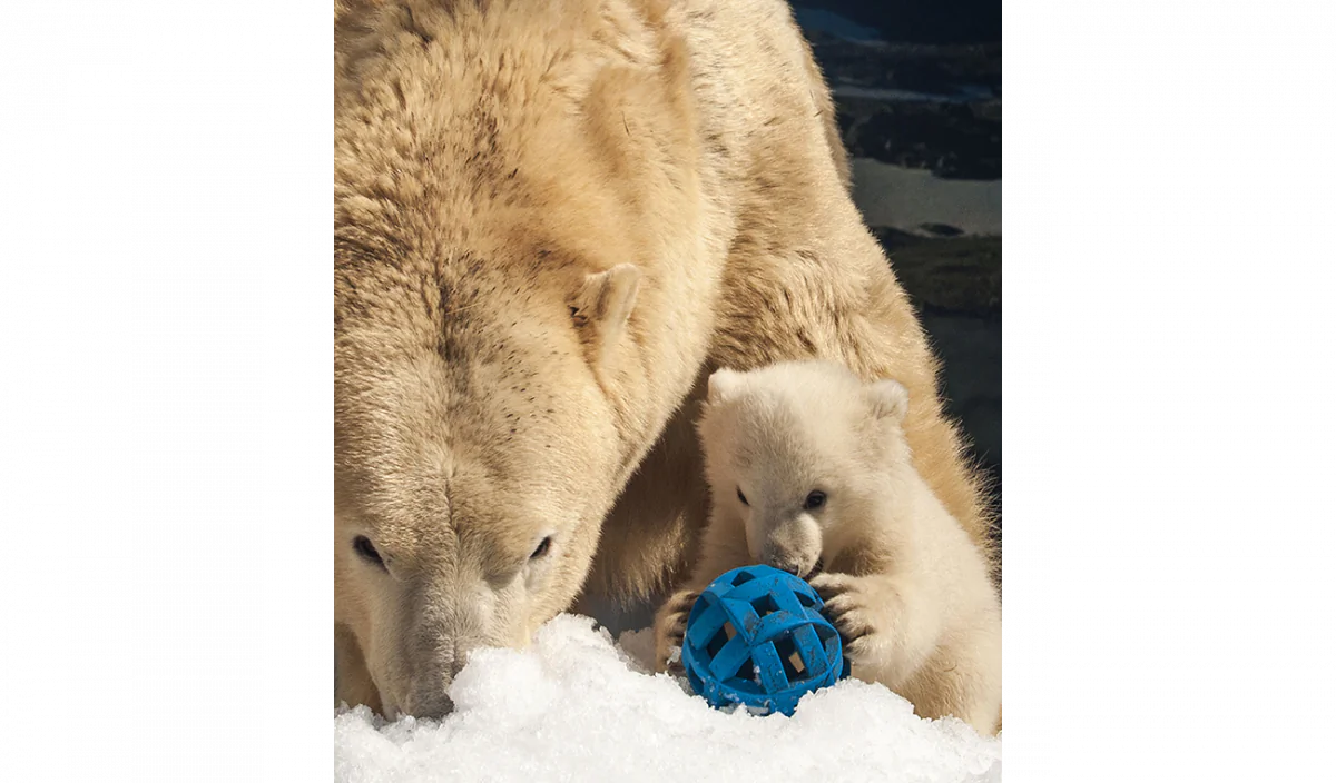 Henry and his mother Liya at Sea World Gold Coast Australia on Aug. 22, 2013, three months after he was born. Sea World doesn't have the capacity to house more adult polar bears, so Henry was shipped to an Ontario facility. (David Paull/Sea World Gold Coast Australia/Getty Images)