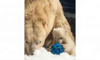 Australian Polar Bear Takes up Residence in Northern Ontario