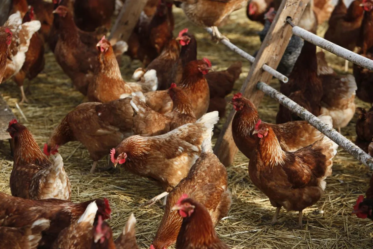 Free range chickens on a farm near Vacaville, California. (Eric Risberg/AP Photo)