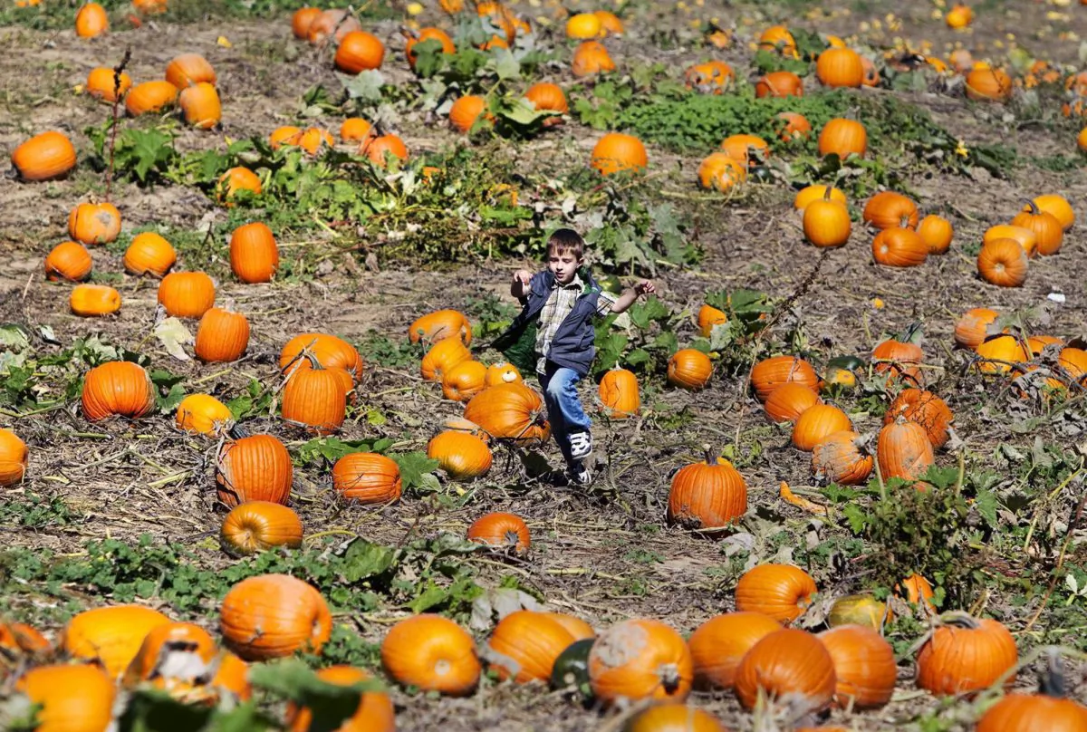 A boy runs through a field of pumpkins near Halton Hills, Ont., Oct. 9, 2010. Canadian pumpkin producers are helping make up a shortfall in pumpkins in the American Midwest due to bad weather conditions during the planting season. (The Canadian Press/Darren Calabrese)