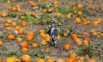 Pumpkin Producers Capitalizing on US Jack O’ Lantern Shortage