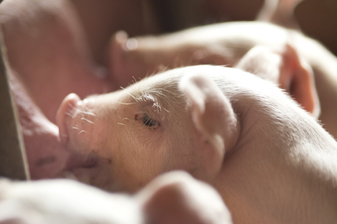 Newborn piglet sucking the breasts of its mother (Jevtic/iStock)