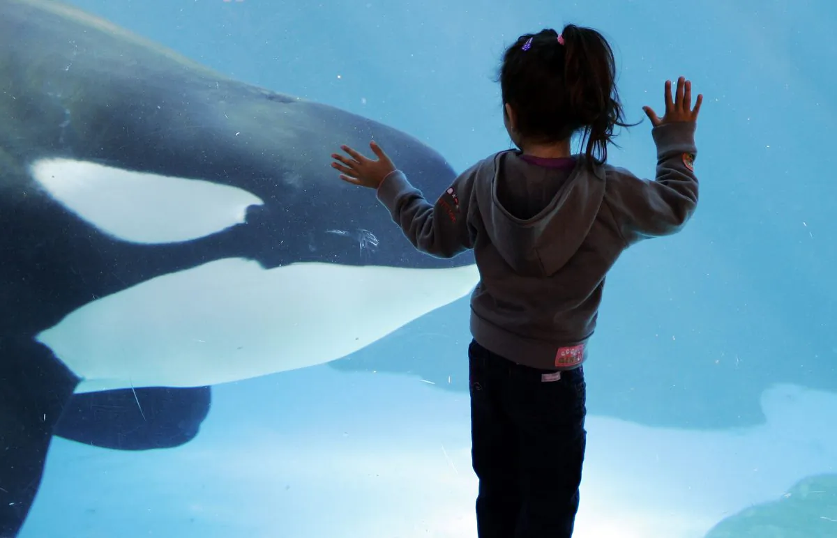 A young girl watches through the glass as an orca passes by while swimming in a display tank at SeaWorld San Diego during November 2006 (AP Photo/Chris Park)