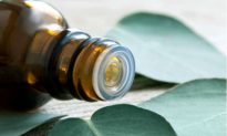Eucalyptus Oil: Essential Oil Extraordinaire