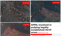Indonesia’s Second Largest Paper Mill Illegally Clearing Forest