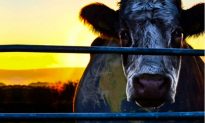Cowspiracy Will Expand Your Perception of the Modern Meat Industry