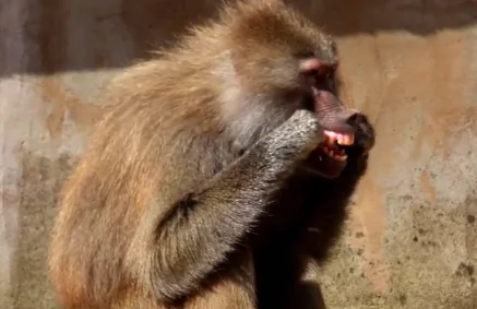 A Baboon in England Was Spotted Flossing Her Teeth (Video)