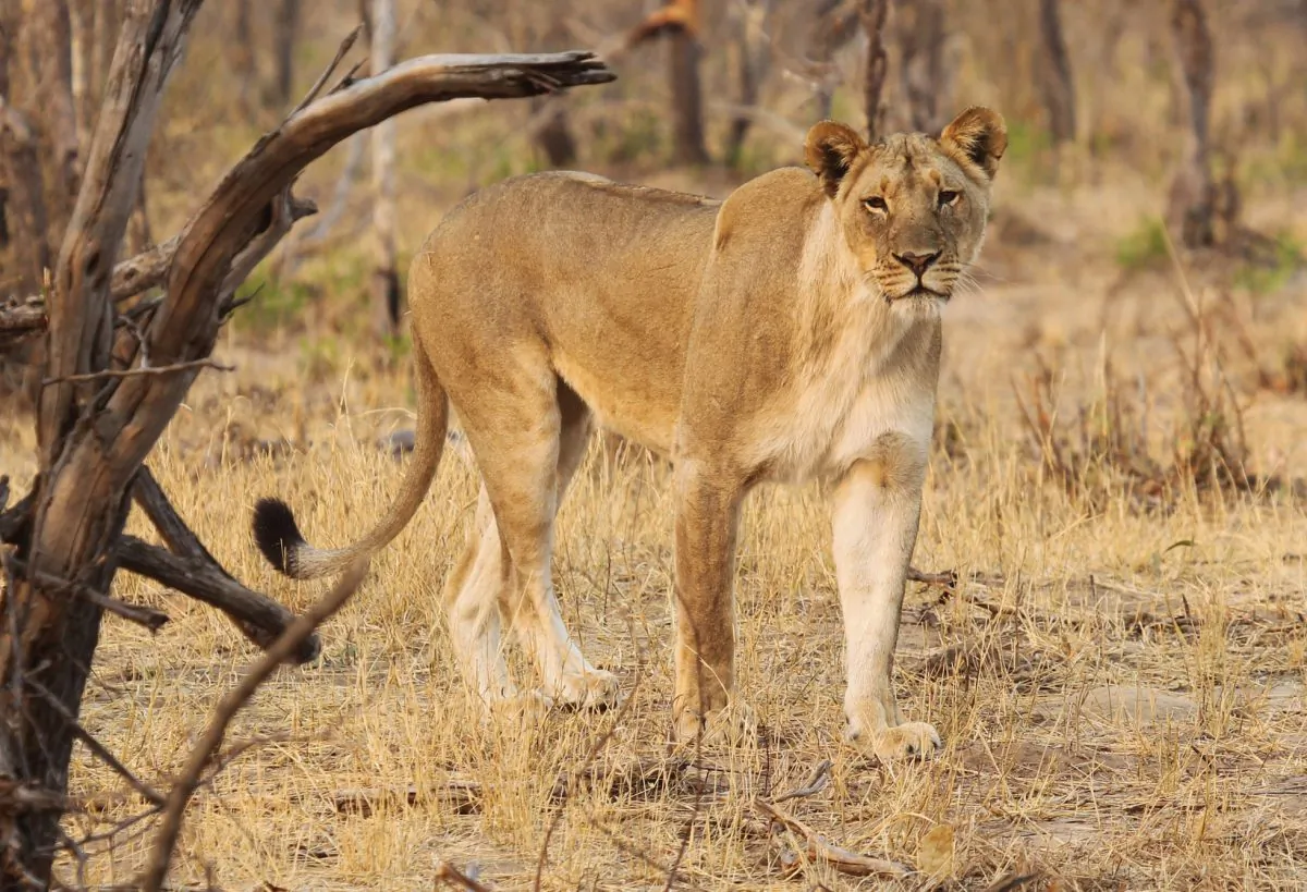 Lion in the Hwange National Park, south west of Zimbabwe's capital Harare, on Oct. 1, 2015. (AP Photo/Tsvangirayi Mukwazhi)