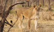 Man Who Jumped in Zoo’s Lion Enclosure Thought He Was a ‘Prophet,’ Reports Say
