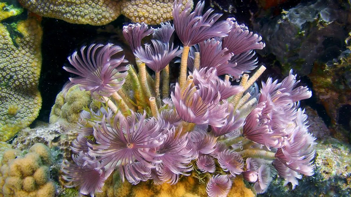 Anemone - Fiji (Courtesy of 3D Entertainment Films)