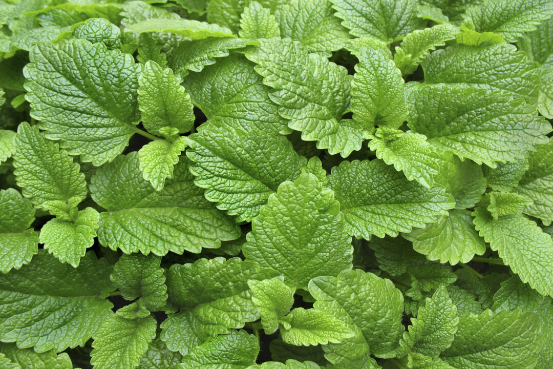Lemon balm is a member of the mint family with a sweet and sour smell. (MilosCirkovic/iStock)