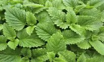 Get Calm and Focused With Lemon Balm