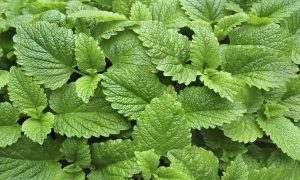 Get Calm and Focused With Lemon Balm