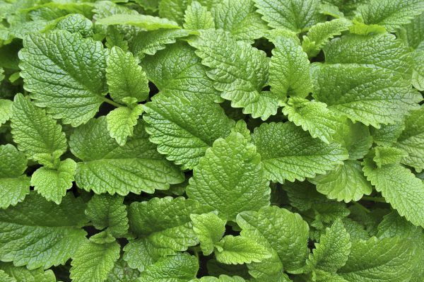 Get Calm and Focused With Lemon Balm