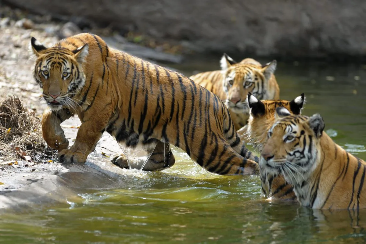 Three nine-month old tiger cubs with their monther at the Nehru Zoological Park in Hyderabad, India, on Feb. 15, 2014. (NOAH SEELAM/AFP/Getty Images)