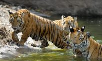 Tiger Numbers on the Rise in India