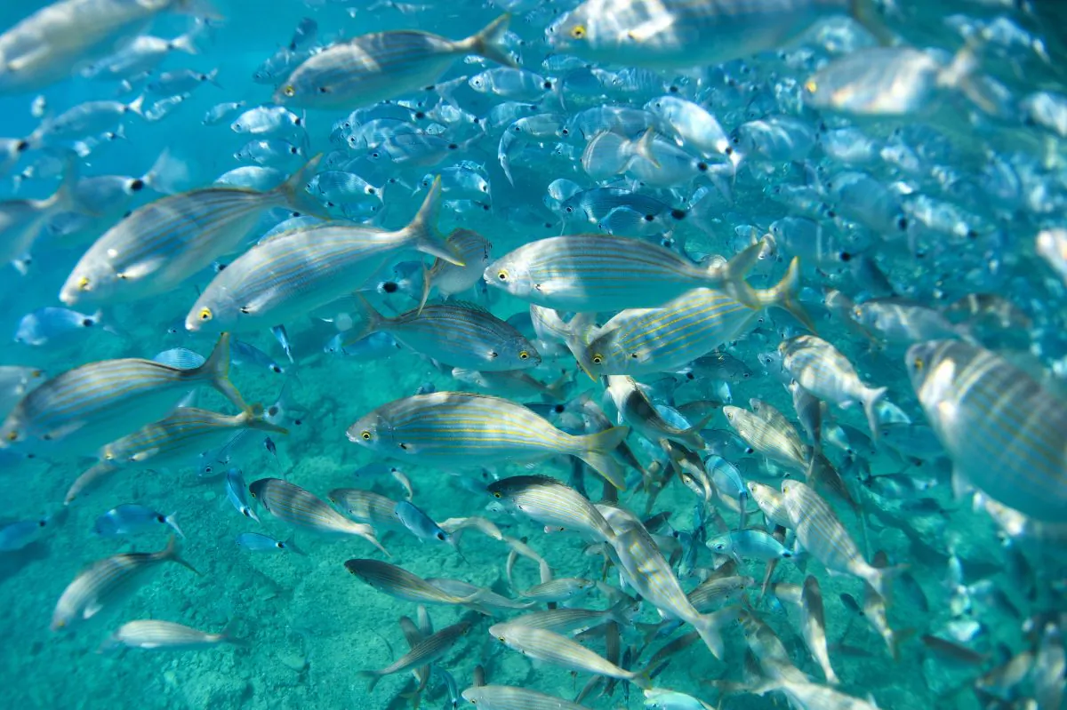 Salema fishes swim in a cove off Portofino, Italy, on Sept. 8, 2015. (Olivier Morin/AFP/Getty Images)