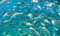 Fish ‘on Drugs’: Prescription Drug Effects Seen in Many Fish