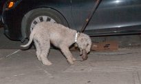 New Yorkers Turn to Terriers to Combat Rat Problem