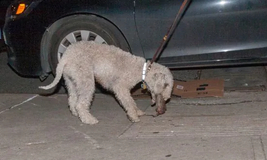 New Yorkers Turn to Terriers to Combat Rat Problem