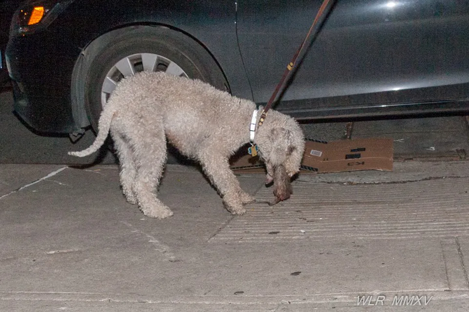 A terrier kills a rat.   (Courtesy of William Reyna)