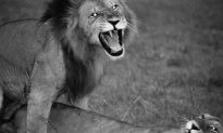 Silent Pride, Saving the Last Lions of Africa