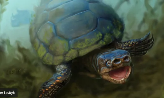 Fossil Remains of 76-Million-Year-Old Pig-Snouted Turtle Unearthed (Video)