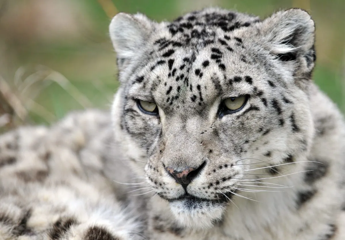 A Snow Leopard (Panthera uncia) at the NABU center (Nature and Biodiversity Conservation Union), a German organization that aims at reintroducing the cat and fighting against poaching, near the Issyk Kul lake, in the outskirts of Semenovka village, some 330 kilometers southeast of Bishkek, the capital of Kyrgyzstan on April 17, 2015. (VYACHESLAV OSELEDKO/AFP/Getty Images)