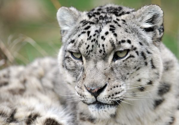 Snow-Leopard-GettyImages-