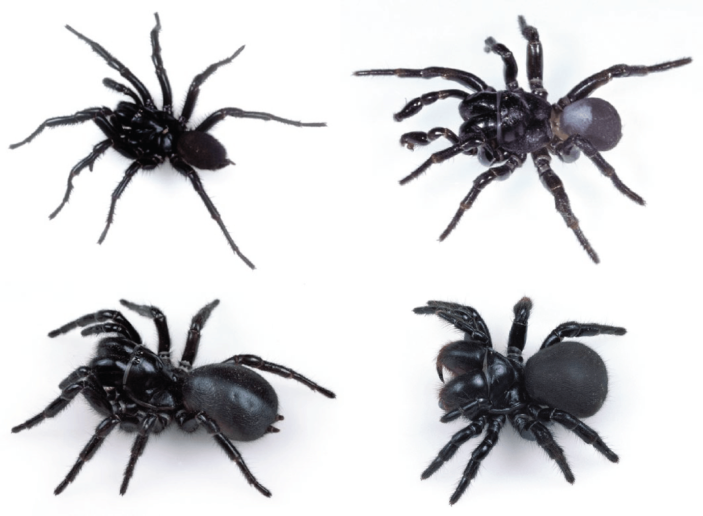 Funnel web spider перевод. Atrax robustus паук. Сиднейский воронковый паук. Сиднейский лейкопаутинный паук. Сиднейский воронковый паук укус.