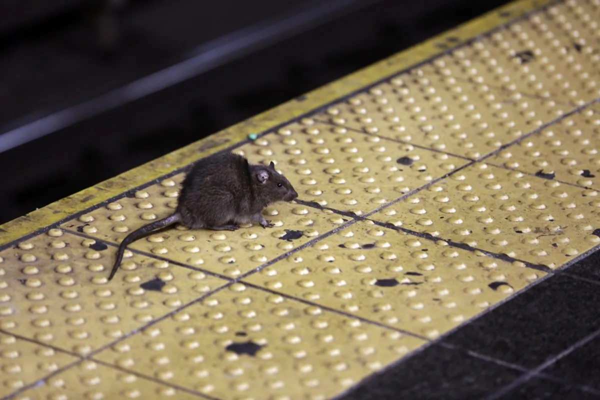 A rat on the Times Square subway platform in New York on Jan. 27, 2015. (Richard Drew/AP Photo)