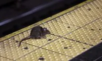 CDC Warns of ‘Unusual or Aggressive Rodent Behavior’ Amid Pandemic
