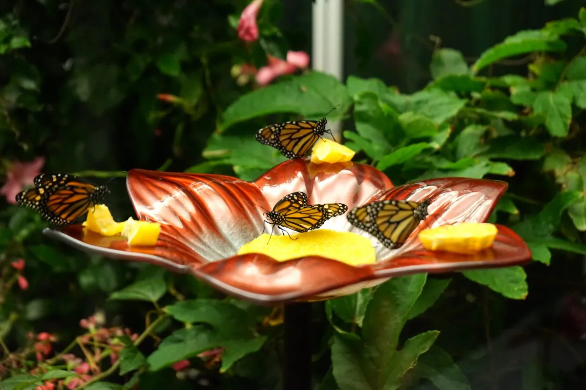 Monarch butterflies in a terrarium at the Canadian Museum of Nature’s exhibit “Bugs: Outside the Box.” (Pam McLennan/Epoch Times)